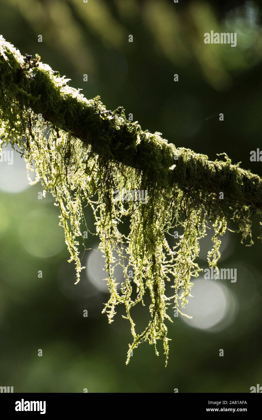 Epiphytic Lichen growing on a tree in the Bridal Veil Falls Provincial Park, British Columbia, Canada. Stock Photo