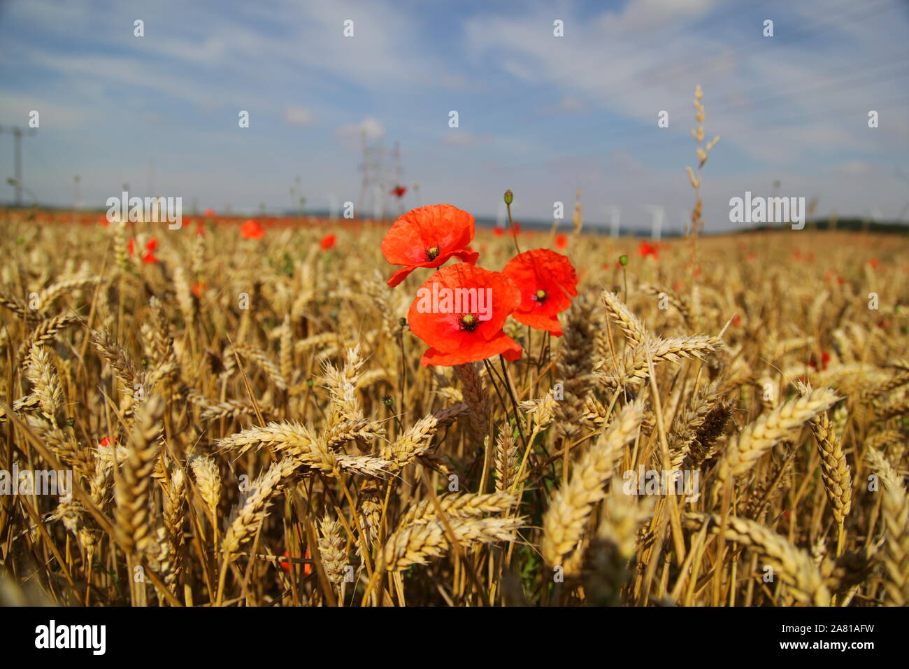 Flanders poppy Fields Stock Photo