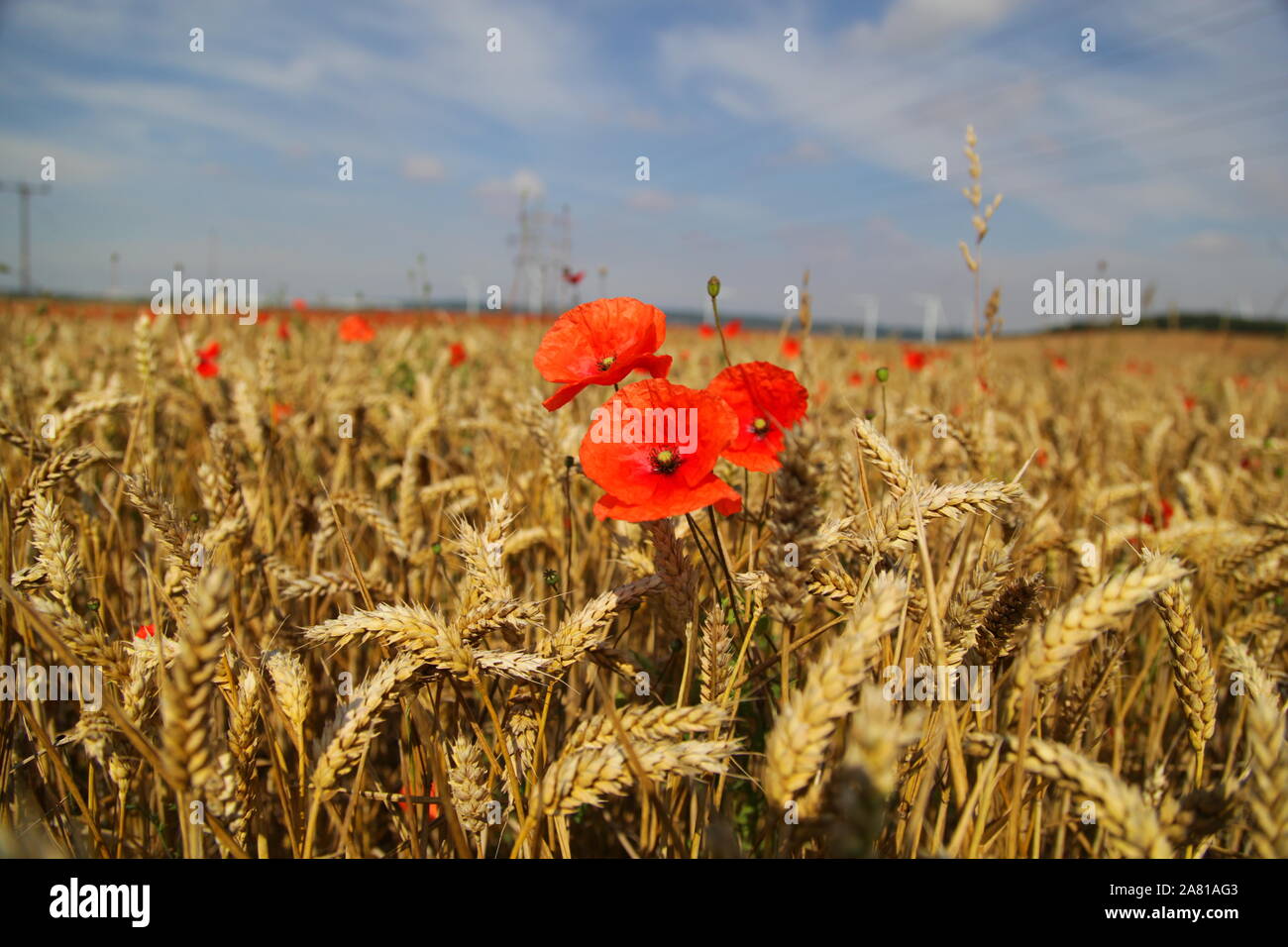 Poppies fields northern france hi-res stock photography and images - Alamy