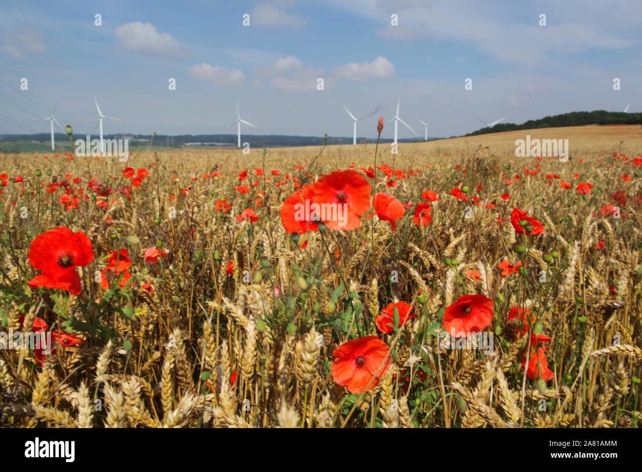 Flanders poppy Fields Stock Photo