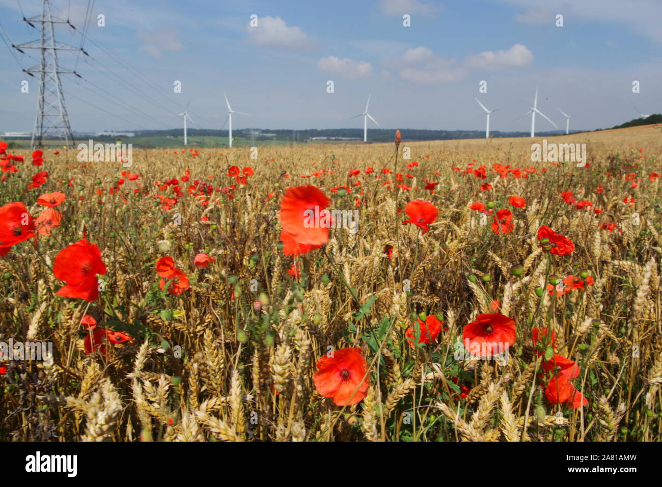 Poppies fields northern france hi-res stock photography and images - Alamy