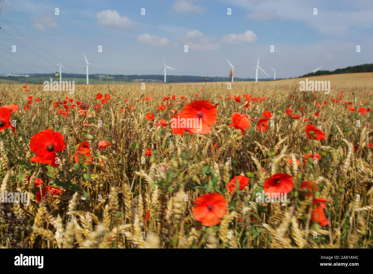 Flanders poppy Fields Stock Photo