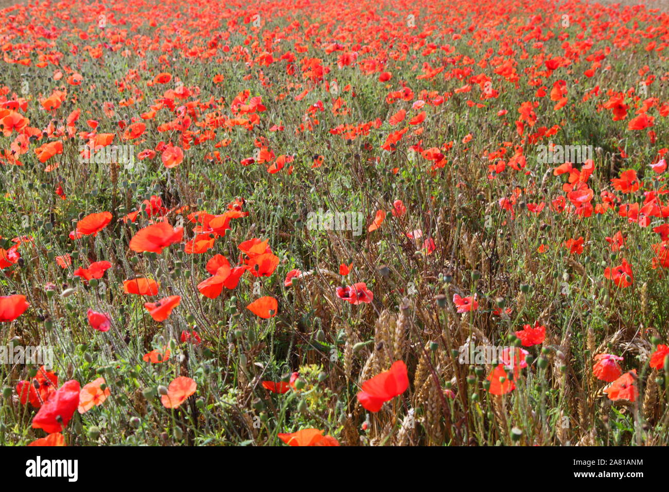 Flanders poppy Fields Stock Photo