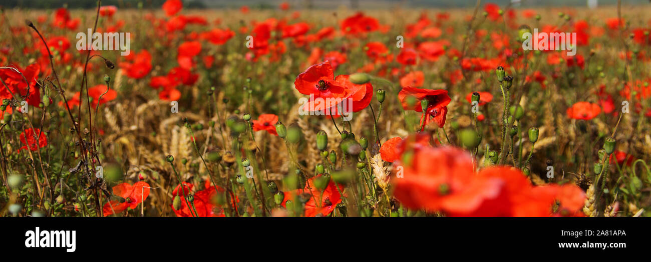 Flanders poppy Fields Stock Photo