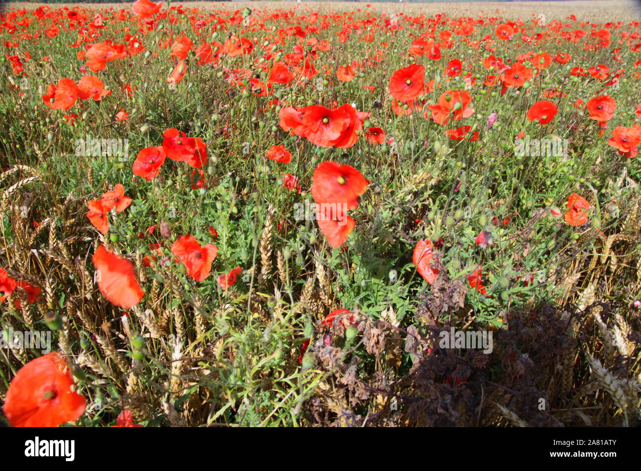 poppy fields, Burton upon Stather Stock Photo Alamy