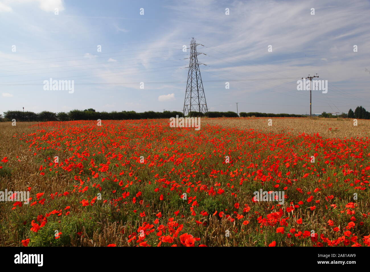 Opium poppy field lincolnshire hi-res stock photography and images - Alamy