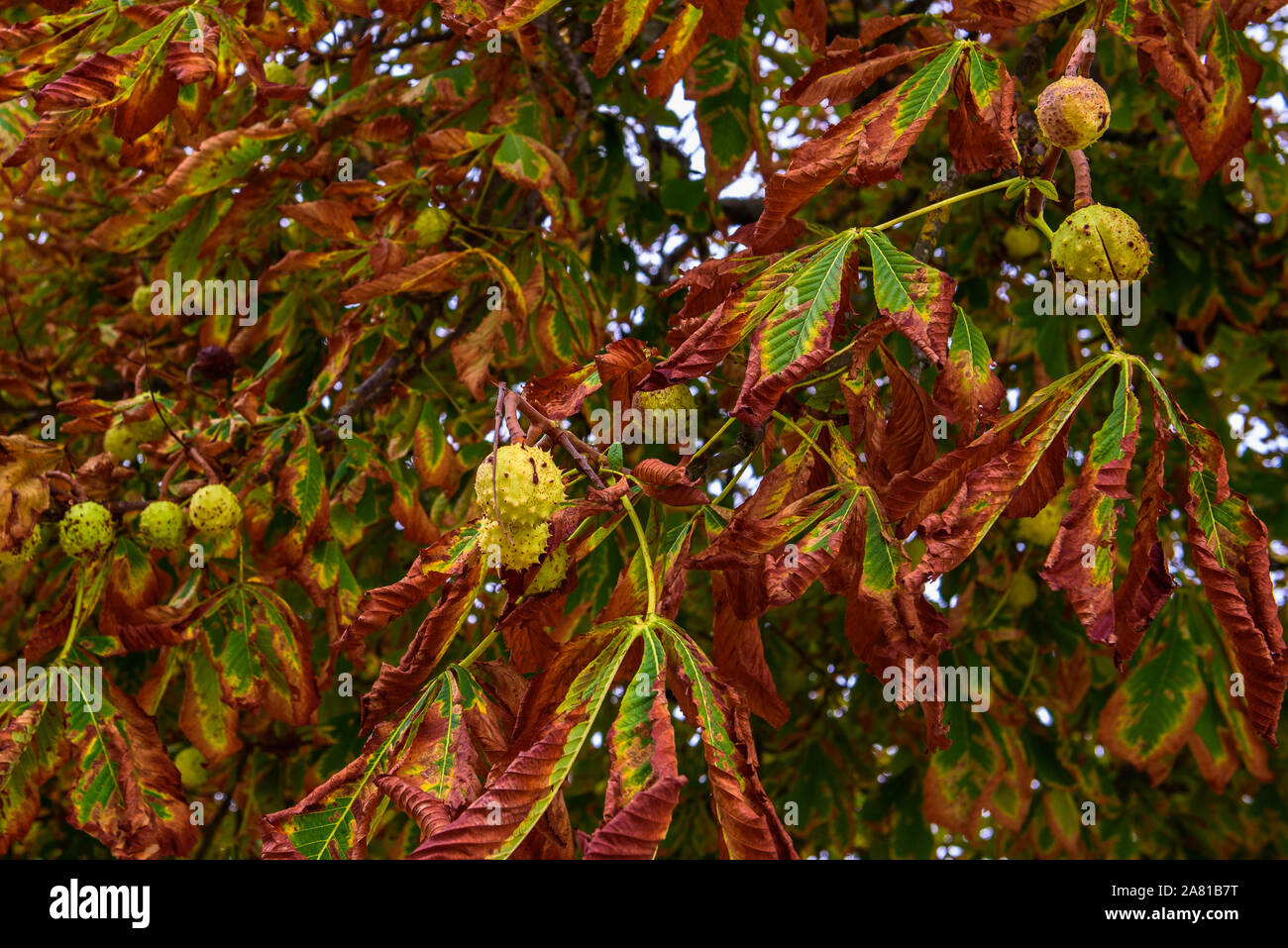 Chestnut in green shell on the tree. Red leaves of tree.  Tree is commonly known as horse-chestnut, or conker tree. Stock Photo