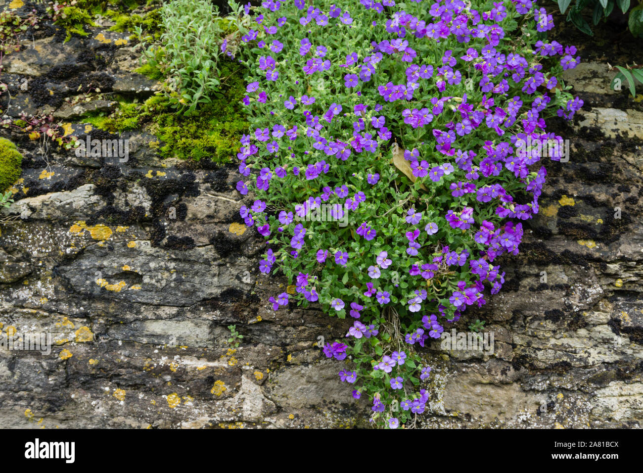 Flowers of the Purple Aubretia plant tumbling down an old stone garden wall, UK Stock Photo