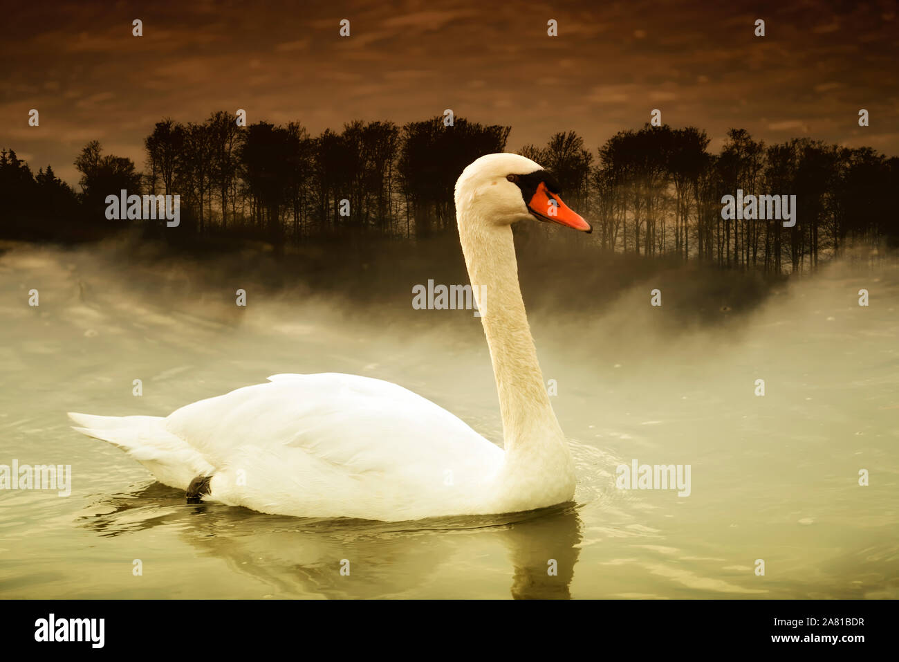 A swan at Weser River, digitally edited, Weser Uplands, Weserbergland, Hesse, Germany Stock Photo