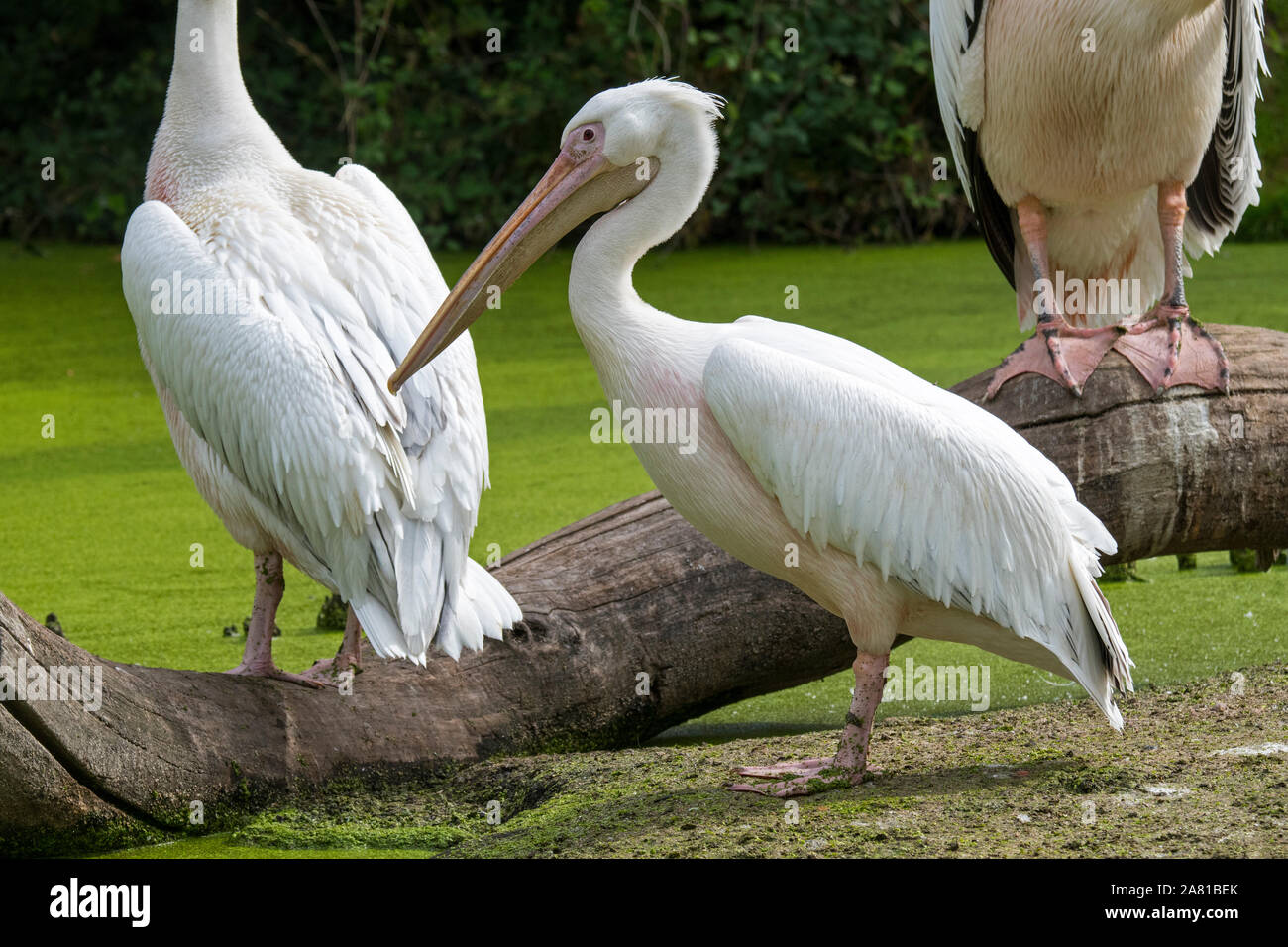 Great white pelicans / eastern white pelican / rosy pelicans (Pelecanus