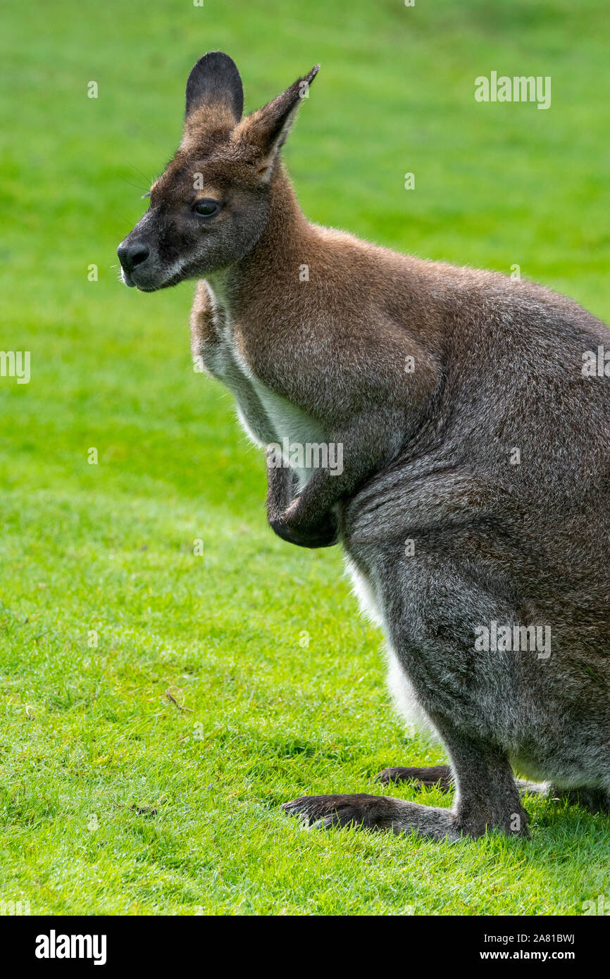 Red-necked wallaby / Bennett's wallaby (Macropus rufogriseus) native to eastern Australia and Tasmania and introduced to New Zealand and Europe Stock Photo