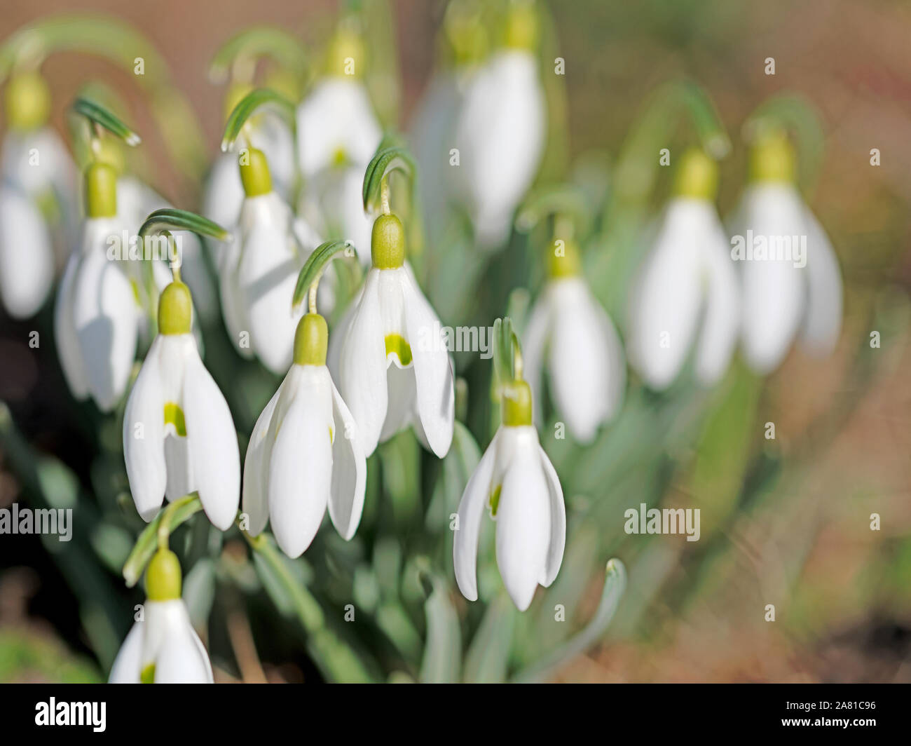 Blooming snowdrops, galanthus, in spring Stock Photo