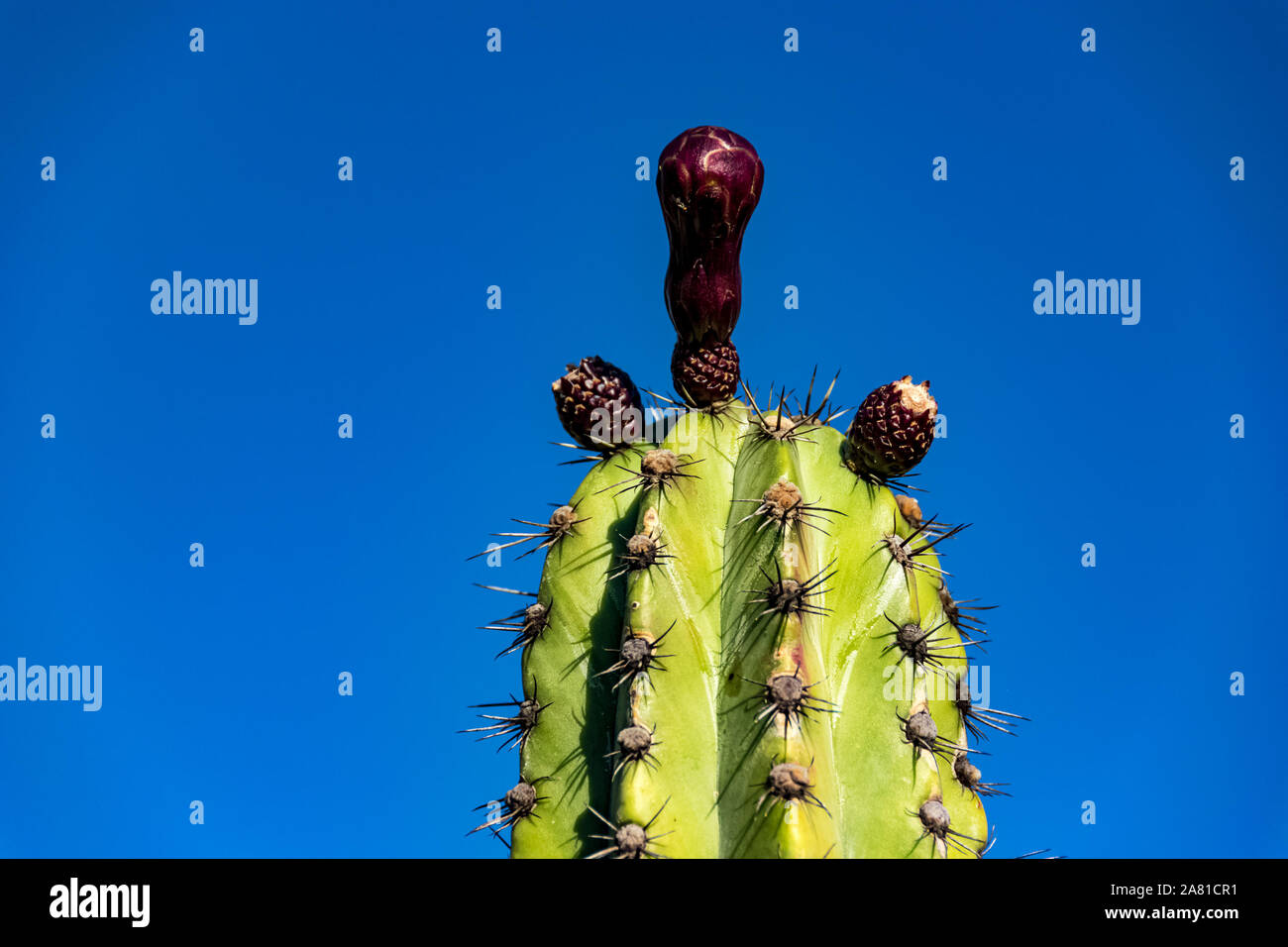 Cactus close-up Stock Photo