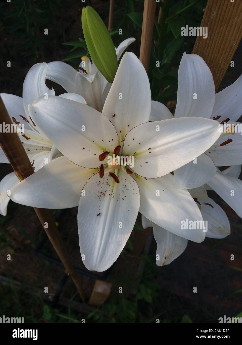 White lily eyeliner hi-res stock photography and images - Alamy