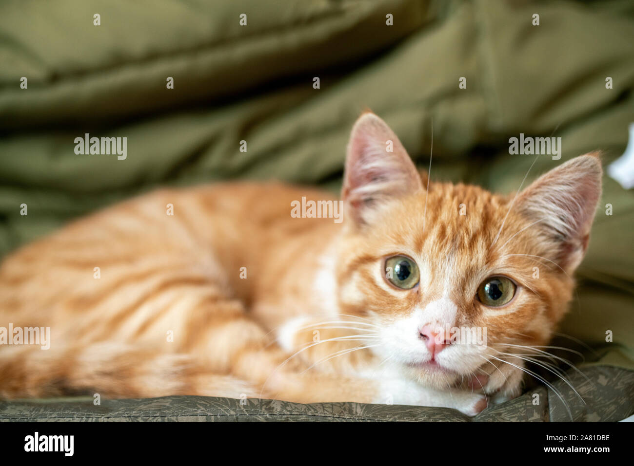 Young orange tabby cat kitten with green eyes. Stock Photo