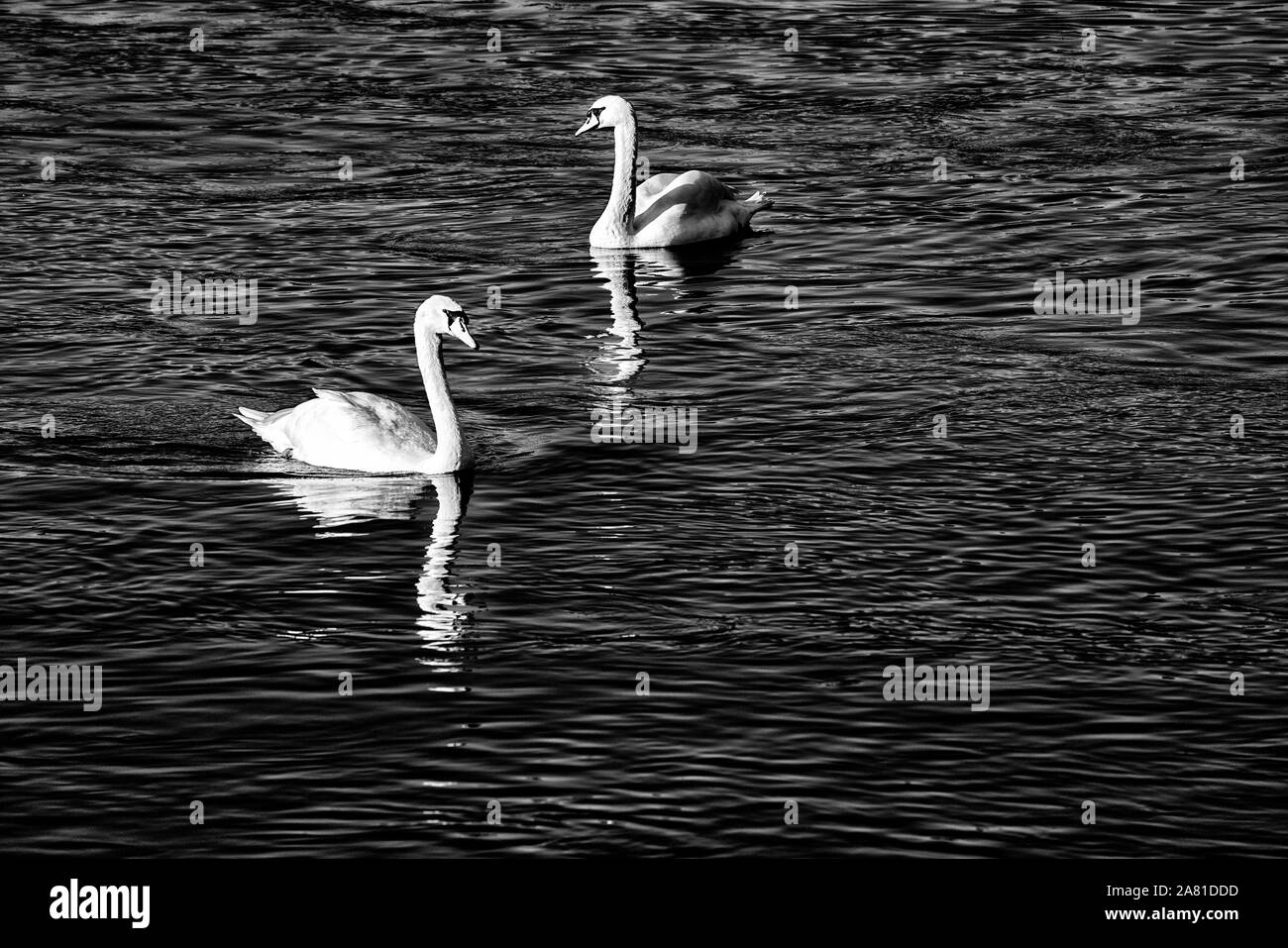 swans at Weser River near Oberweser, Upper Weser Valley, Weser Uplands, Weserbergland, Hesse, Germany Stock Photo