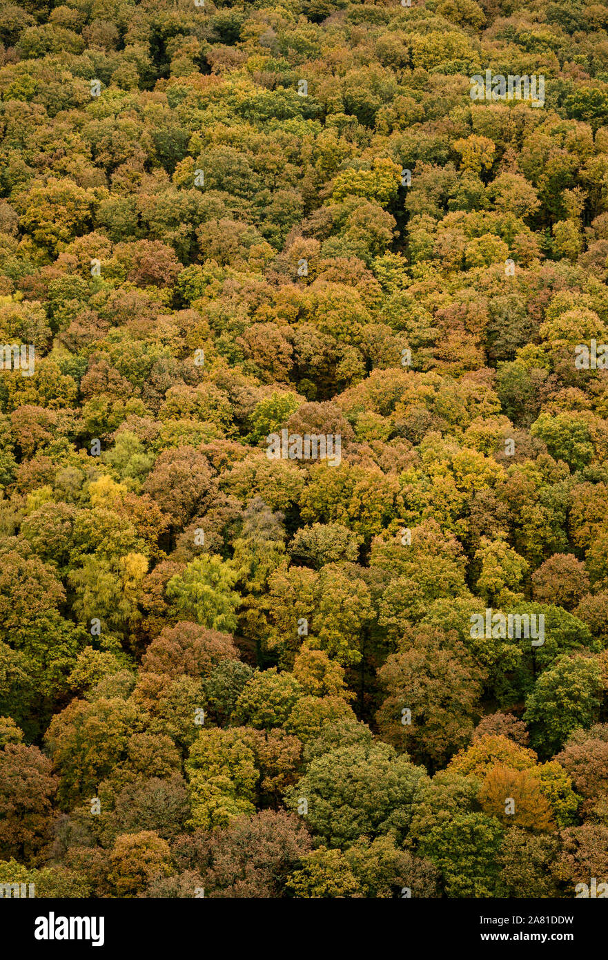 Oak trees woodland tree canopy hi-res stock photography and images - Alamy