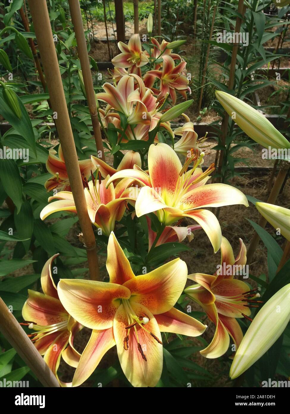 Lys Montego Bay Stock Photo Alamy