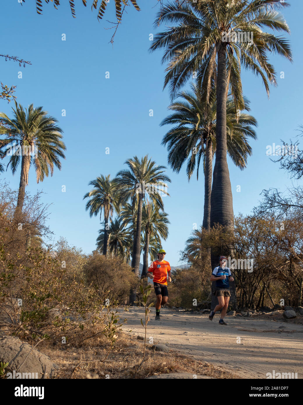 Couple of trail runners on a d…