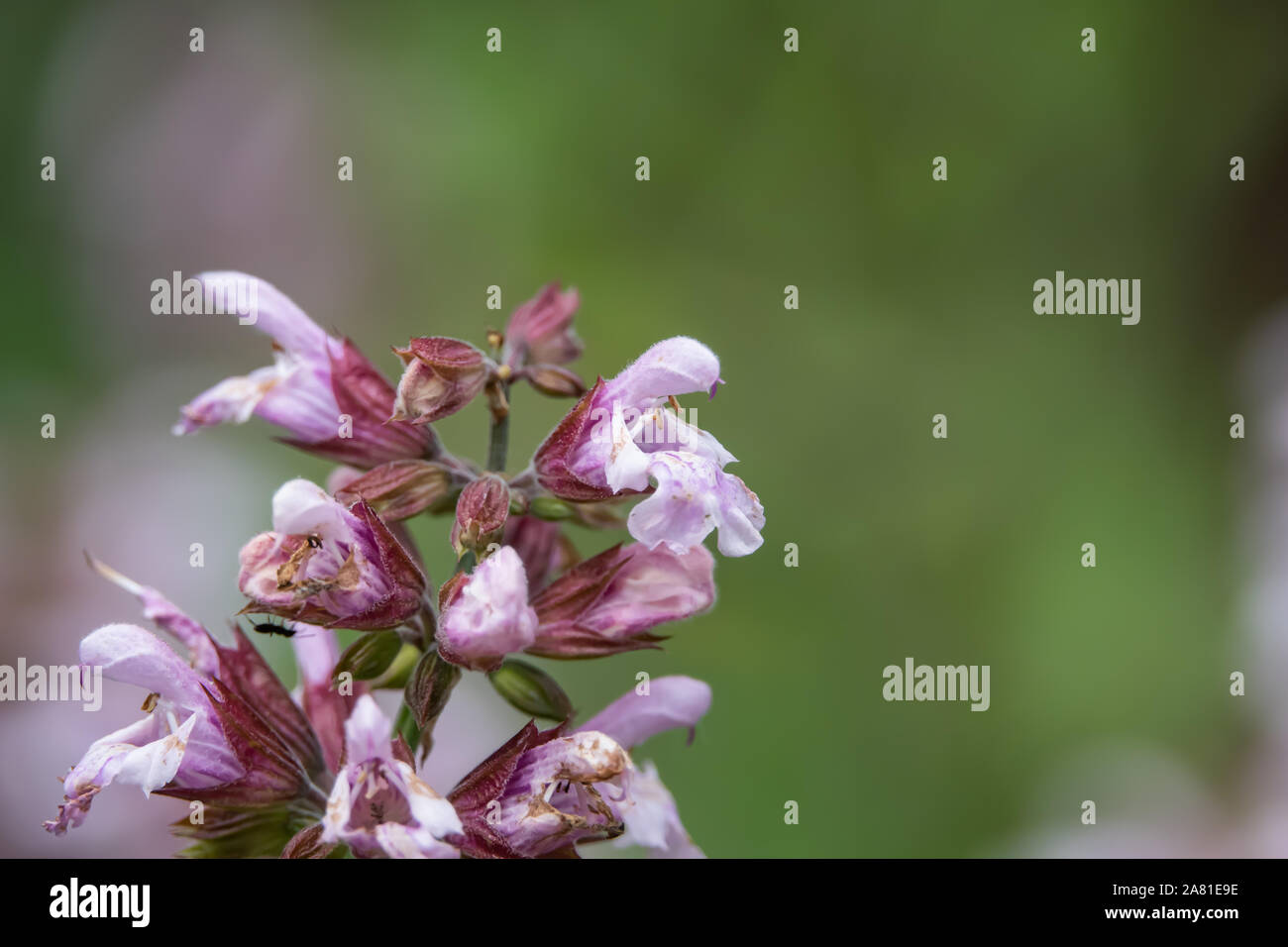 Spanish sage salvia lavandulifolia hires stock photography and images