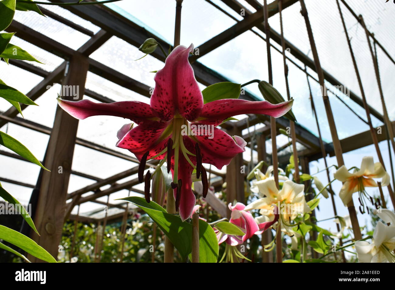 Lys Miss Feya Stock Photo - Alamy
