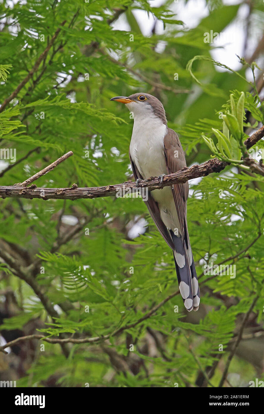 Yellow-billed Cuckoo (Coccyzus americanus) adult perched on branch  Darien, Panama        April Stock Photo