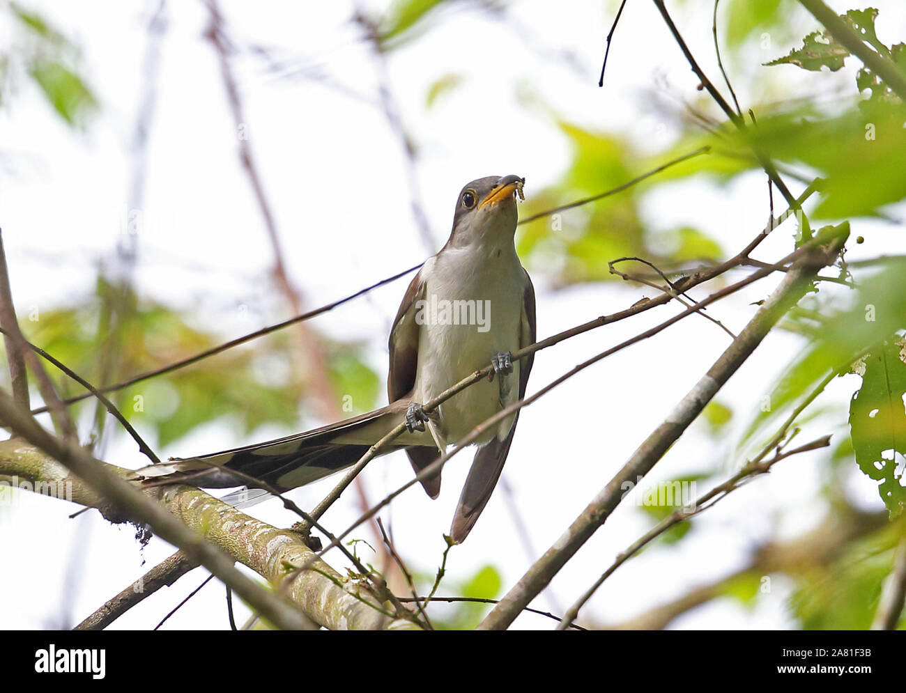 Yellow-billed Cuckoo (Coccyzus americanus) adult perched on twig hunting caterpillars  Darien, Panama        April Stock Photo