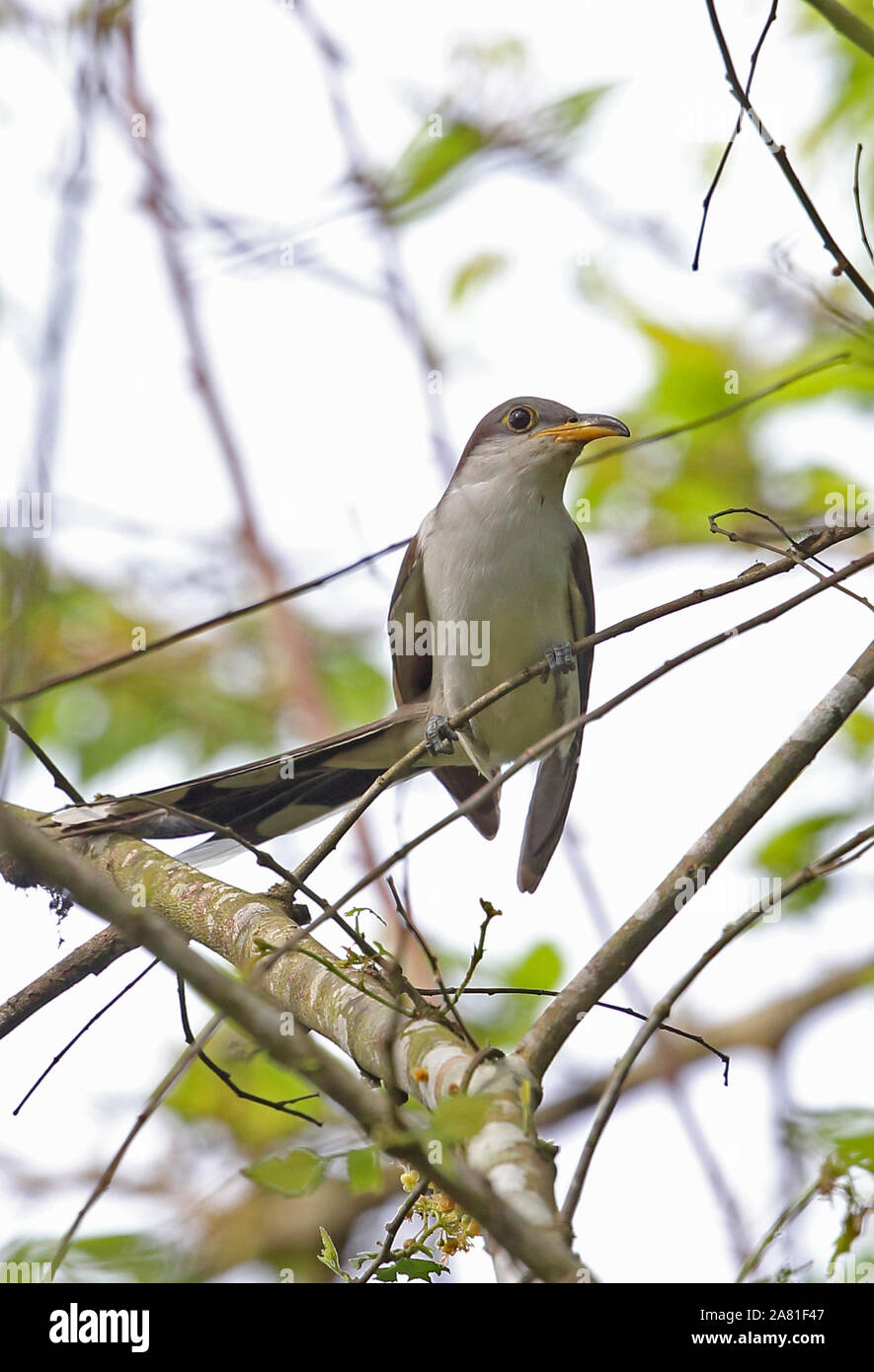 Yellow-billed Cuckoo (Coccyzus americanus) adult perched on twig hunting caterpillars  Darien, Panama        April Stock Photo