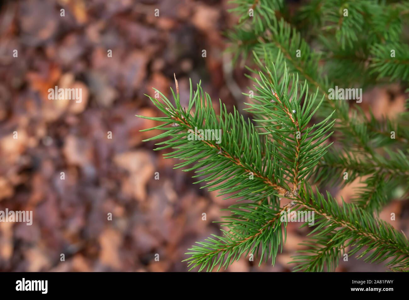 Growing spruce tree forest hi-res stock photography and images - Alamy