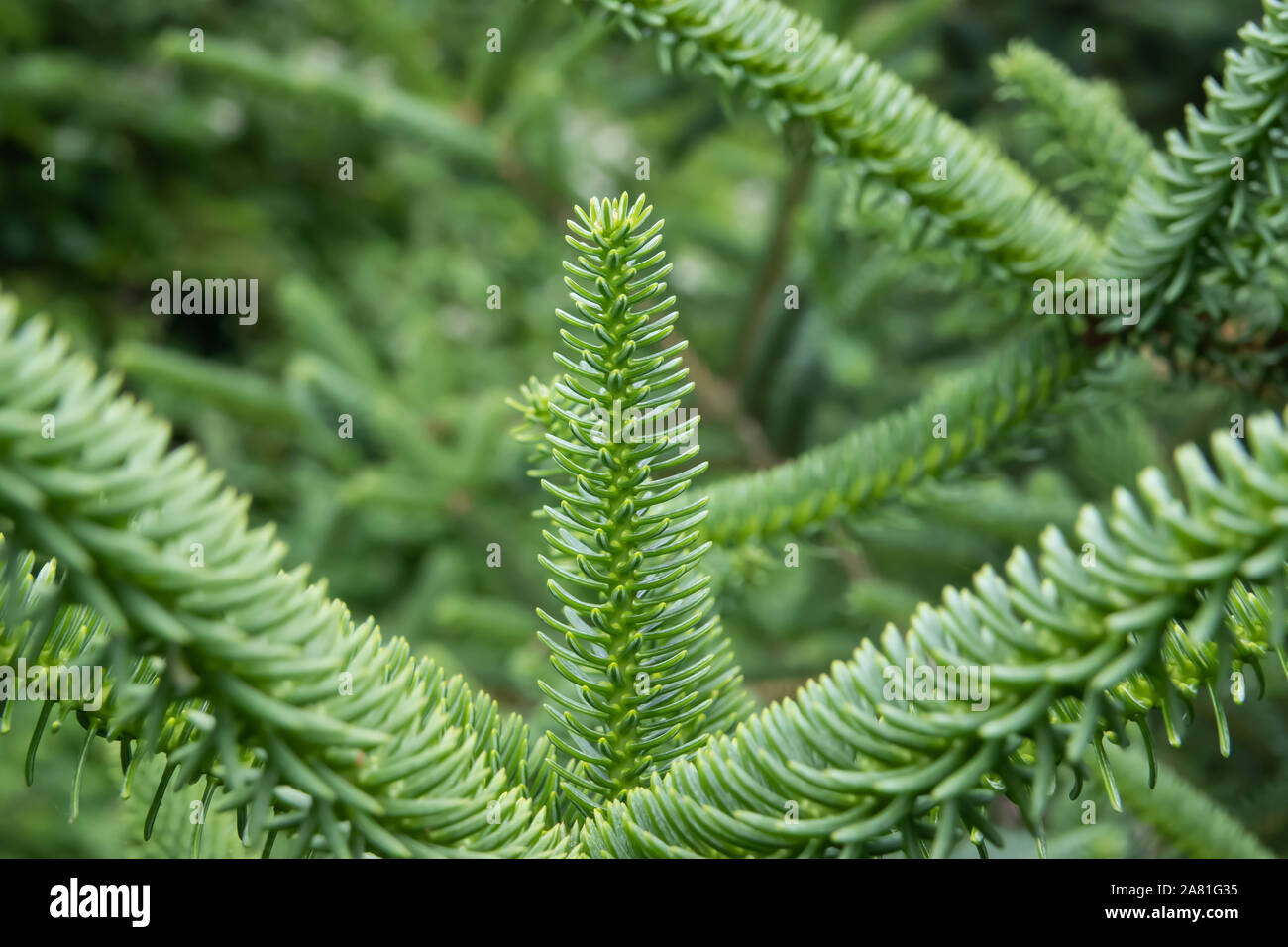 Spruce Leaves Growing in Springtime Stock Photo