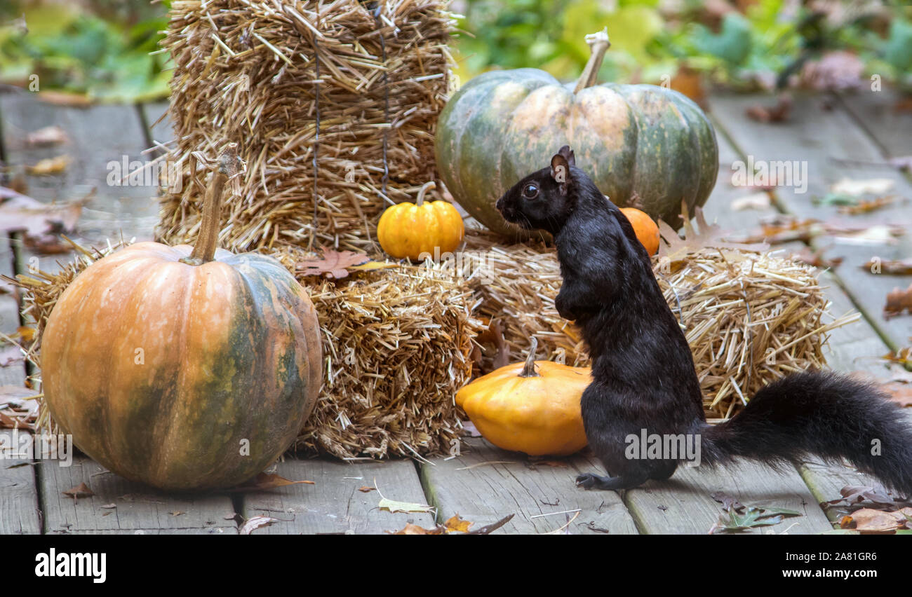 A adorable black squirrel stands by a large orange and green pumpkin on a crisp fall day Stock Photo