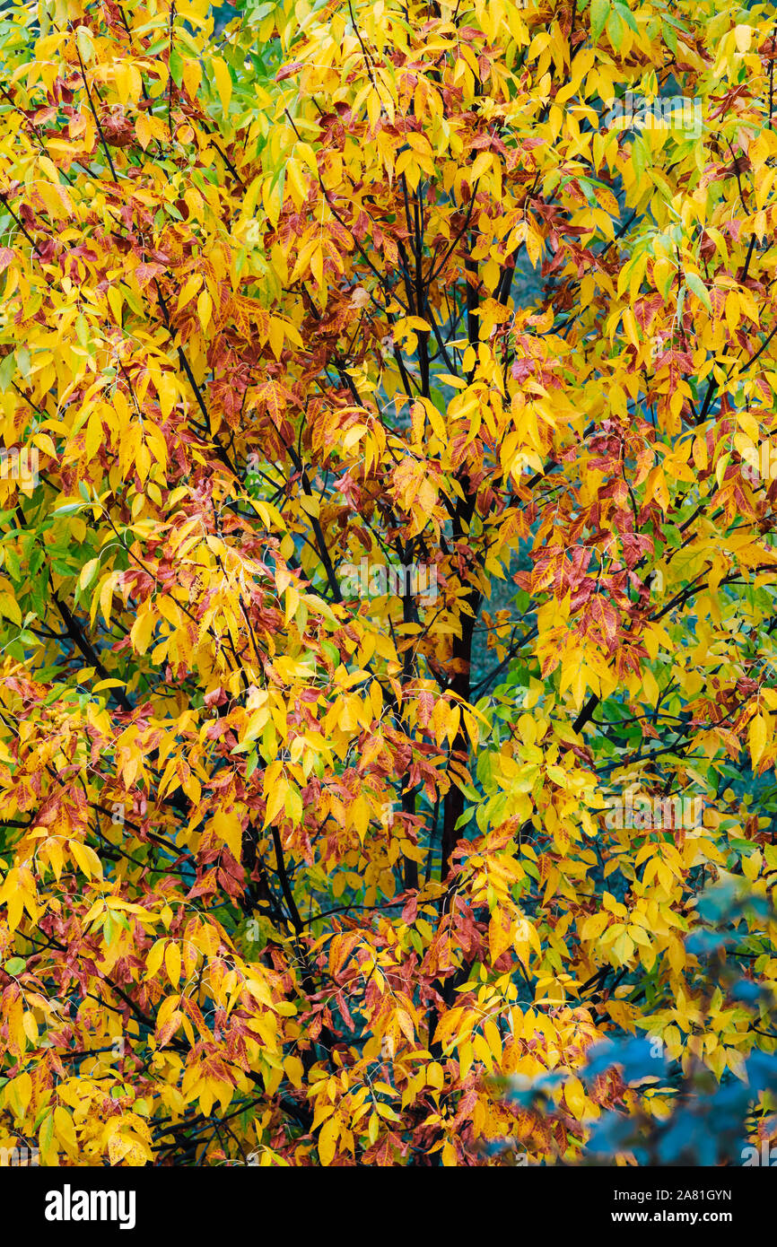 Crown and branches of a tree with autumn colored leaves of different ...