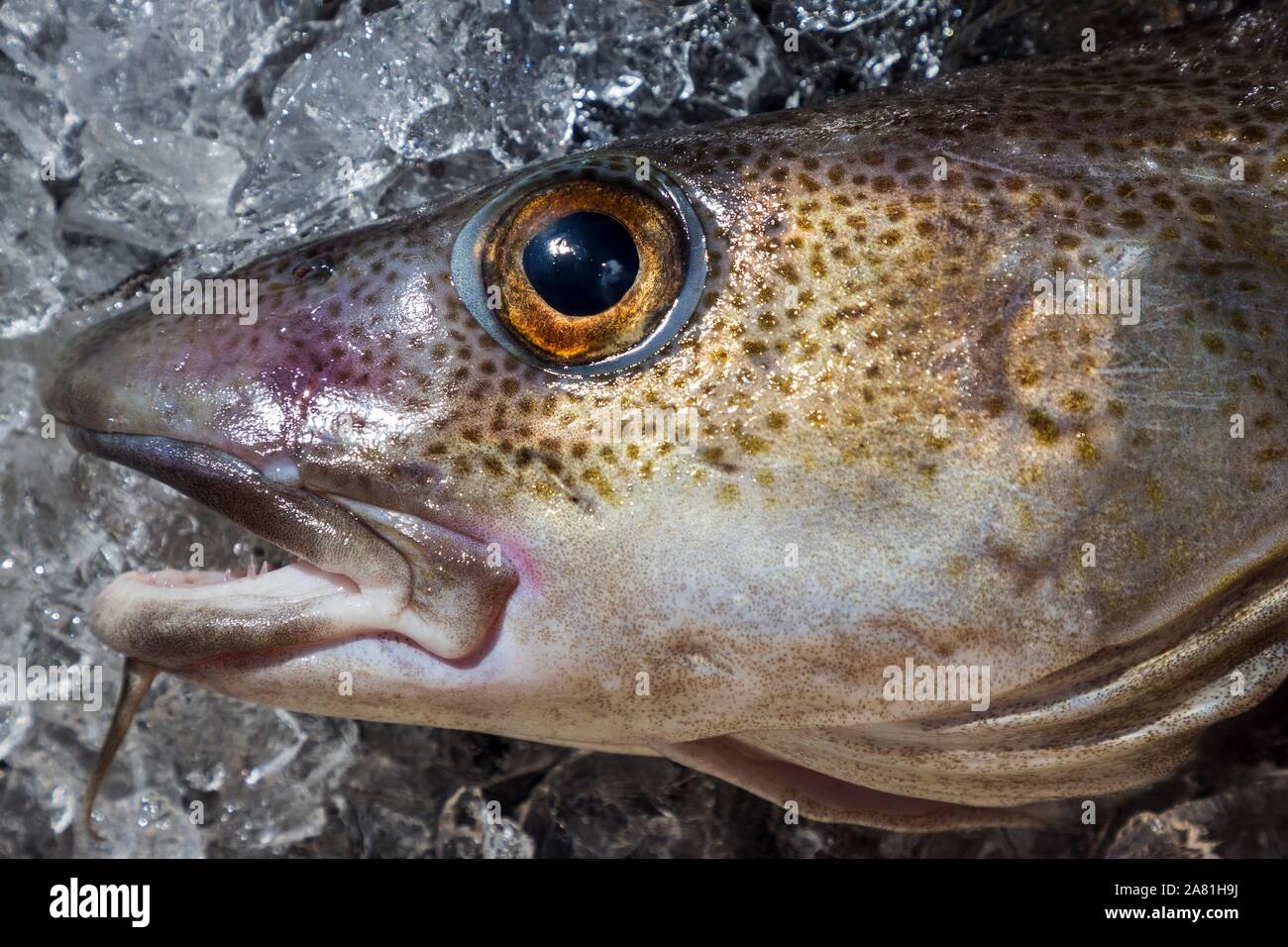 Head of a freshly caught Atlantic cod (Gadus morhua), Westfjorde, Iceland Stock Photo