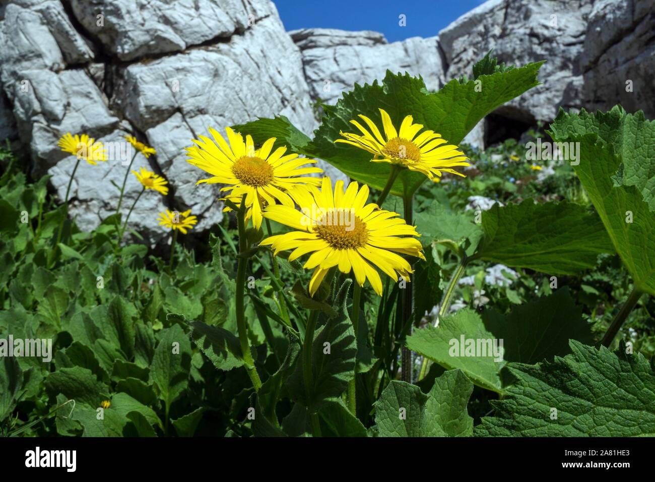 Doronicum grandiflorum (Doronicum grandiflorum), Gemswurz, karst area Koblat, near Nebelhorn, Oberstdorf, Oberallgau, Allgau, Allgauer Alps Stock Photo