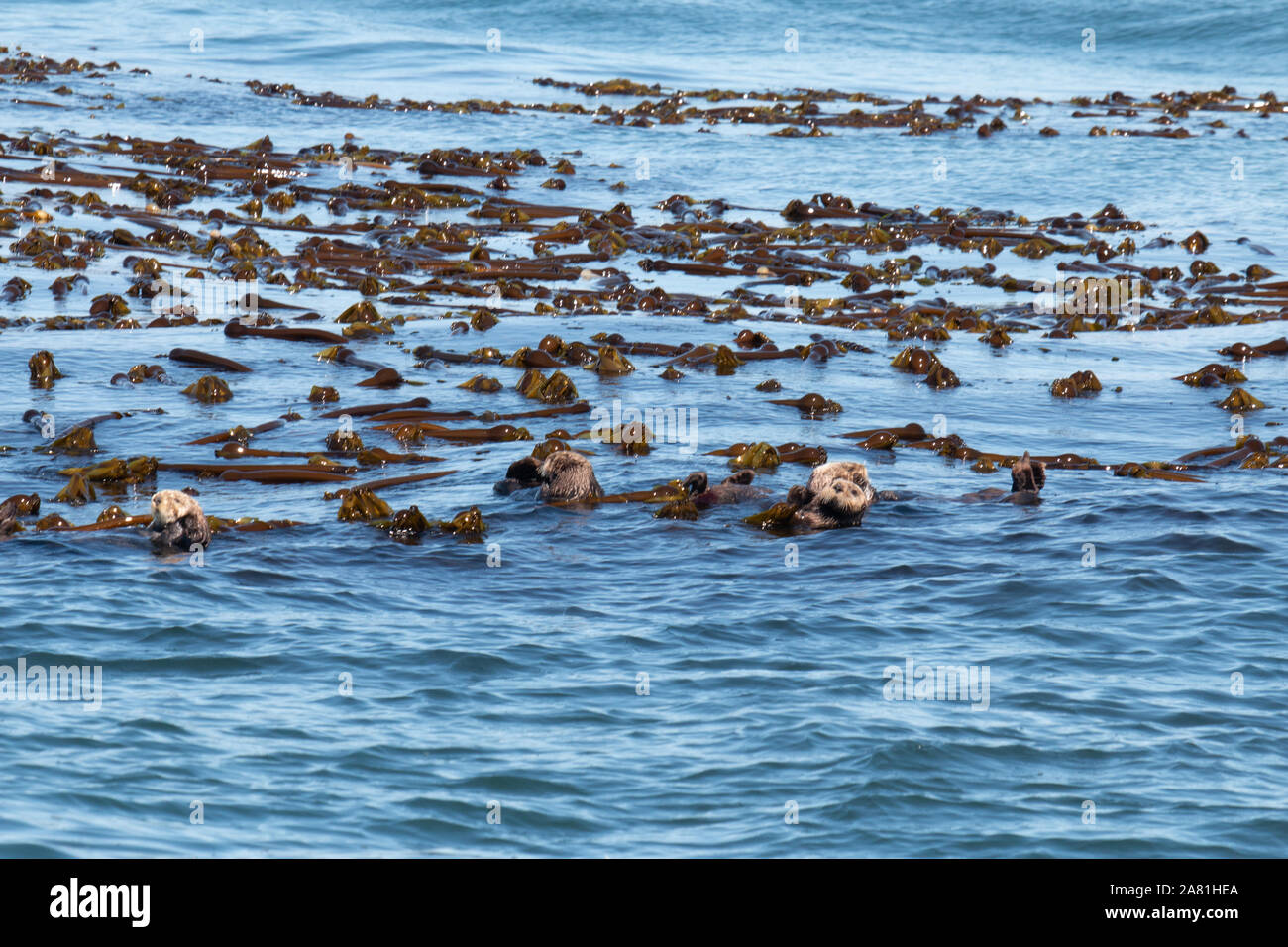 Sea Otter Group Stock Photo - Alamy
