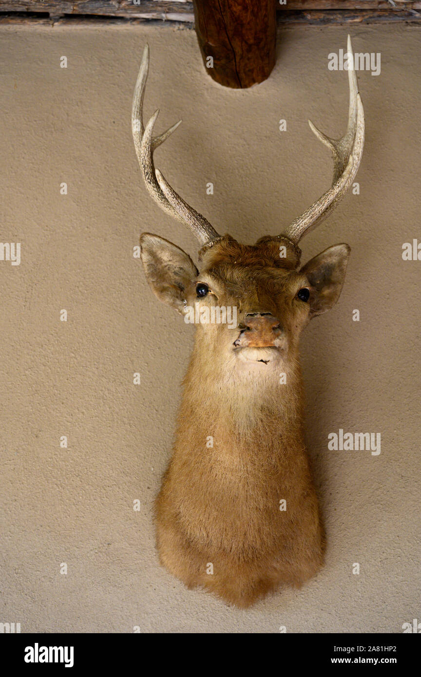 A taxidermy deer head hangs on an adobe wall at a hotel in West Texas Stock Photo