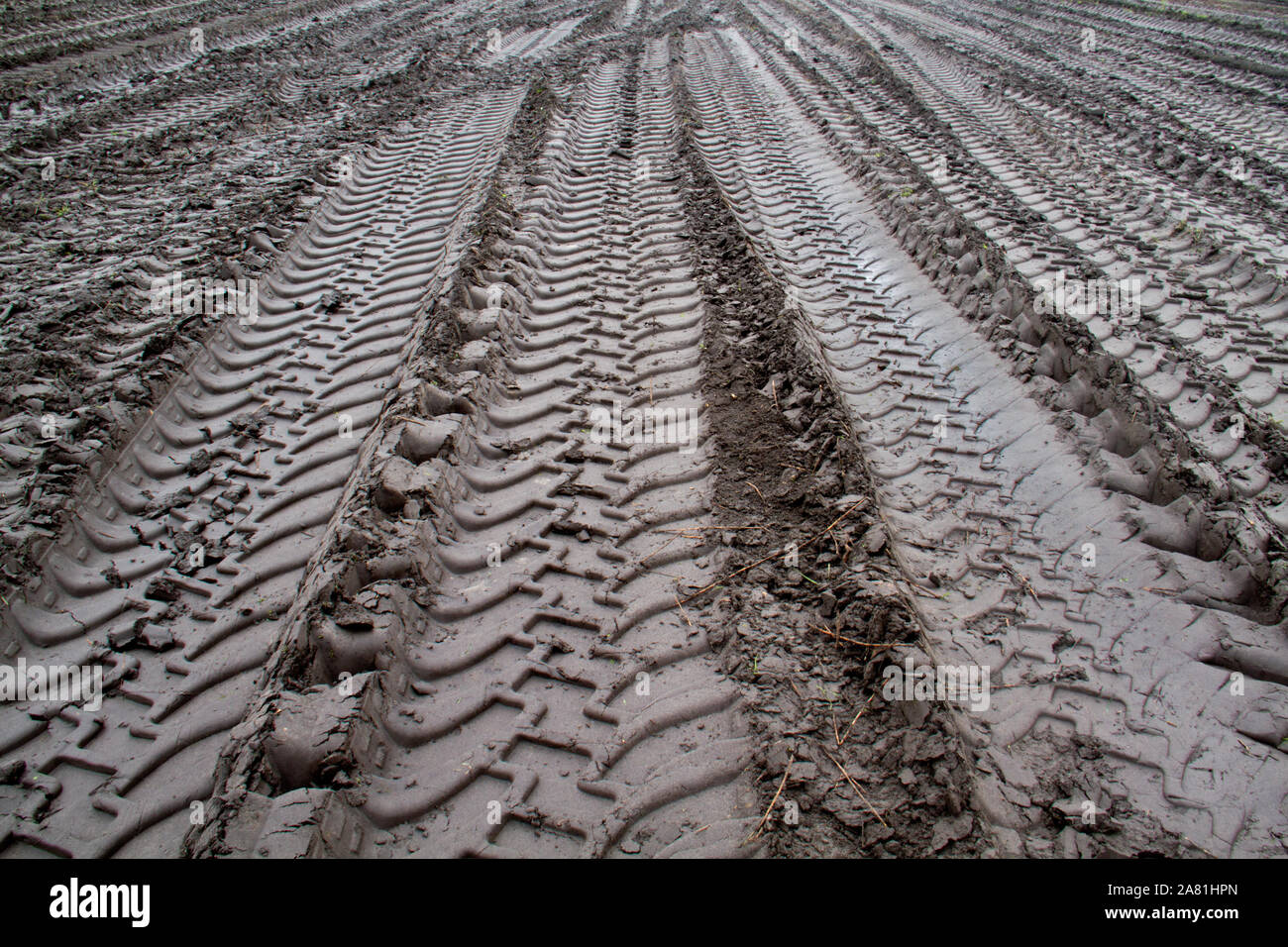 After the harvest, tire tracks of heavy machinery in mud Stock Photo