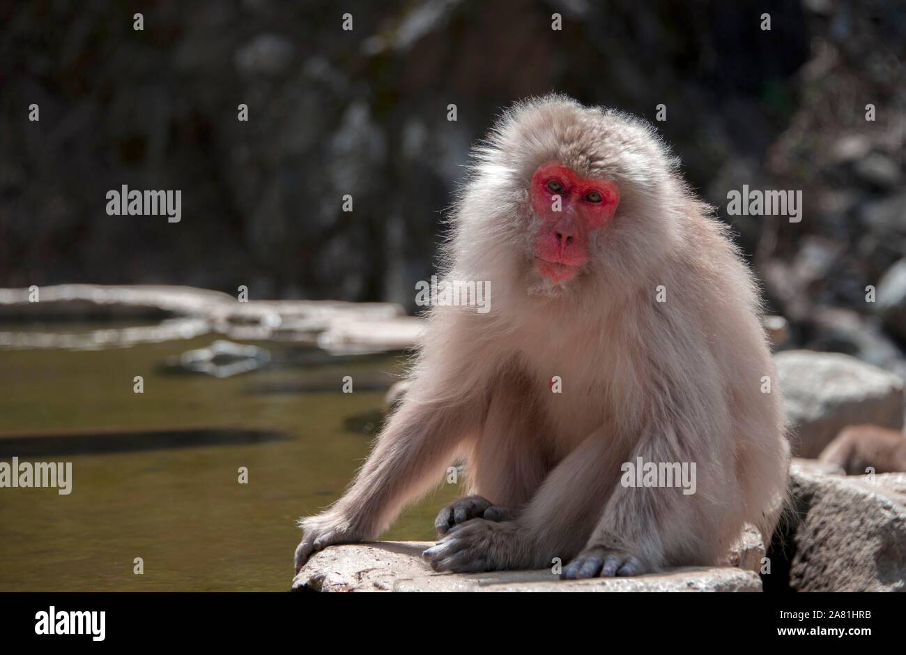 Japanese macaque (Macaca fuscata), adult sitting by the water ...
