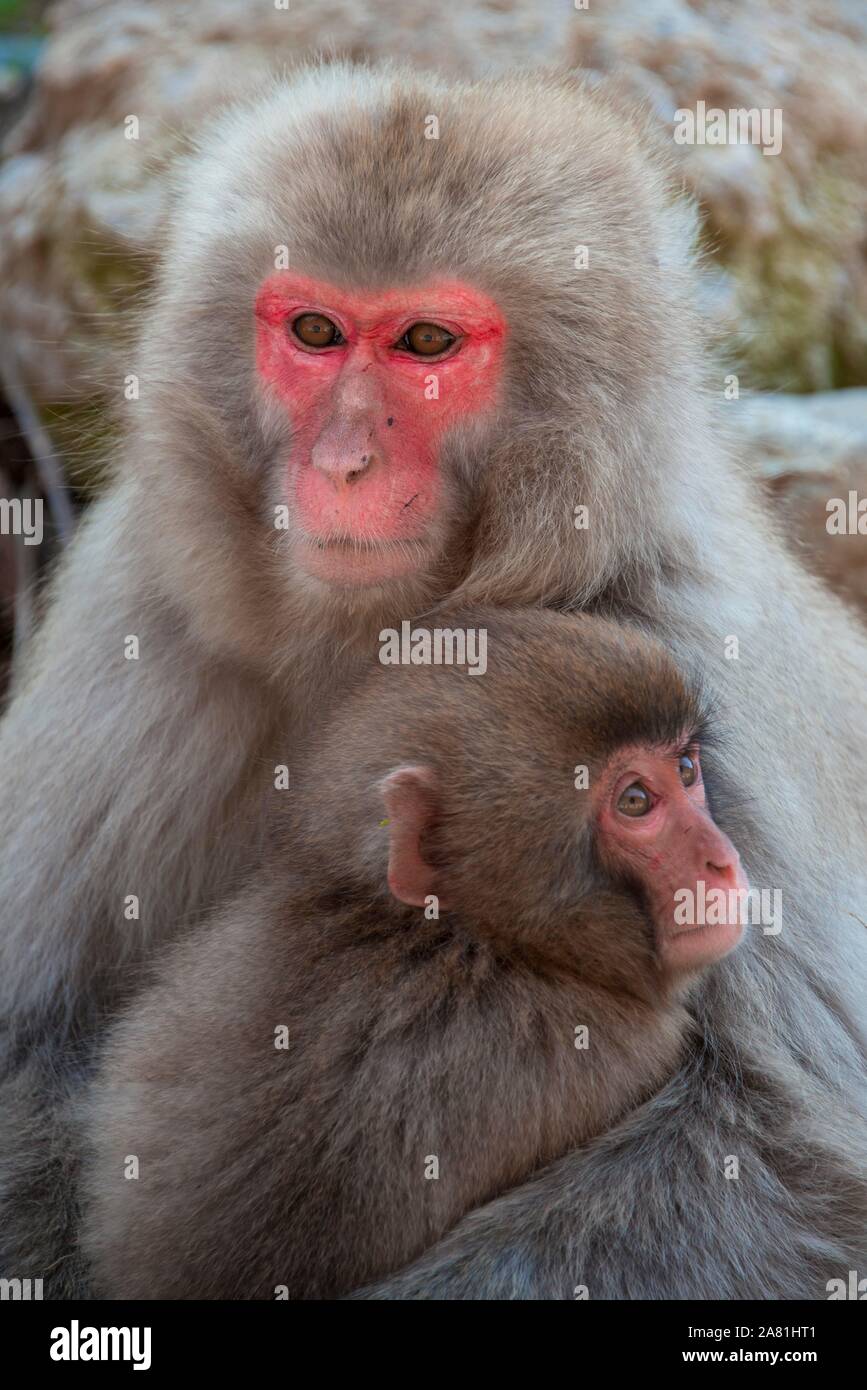 Japanese macaque (Macaca fuscata fuscata) mother with rare