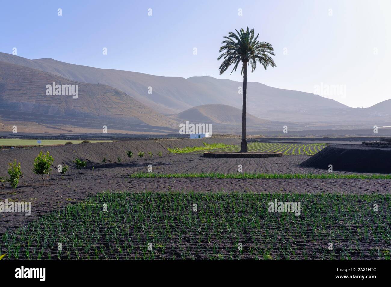 Palm in fields, Valle de la Degollada, near Yaiza, Lanzarote, Canary Islands, Spain Stock Photo
