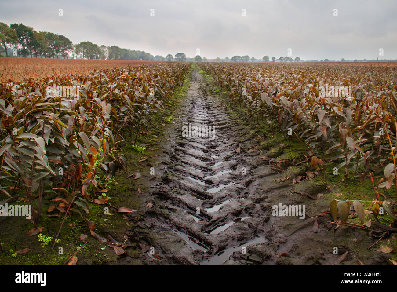 Tire track in a field with withered Lilies in autumn Stock Photo