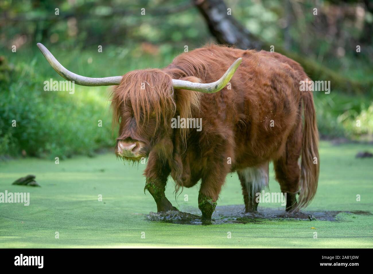 Highland cattle (Bos taurus) runs through water with duckweeds, Germany Stock Photo