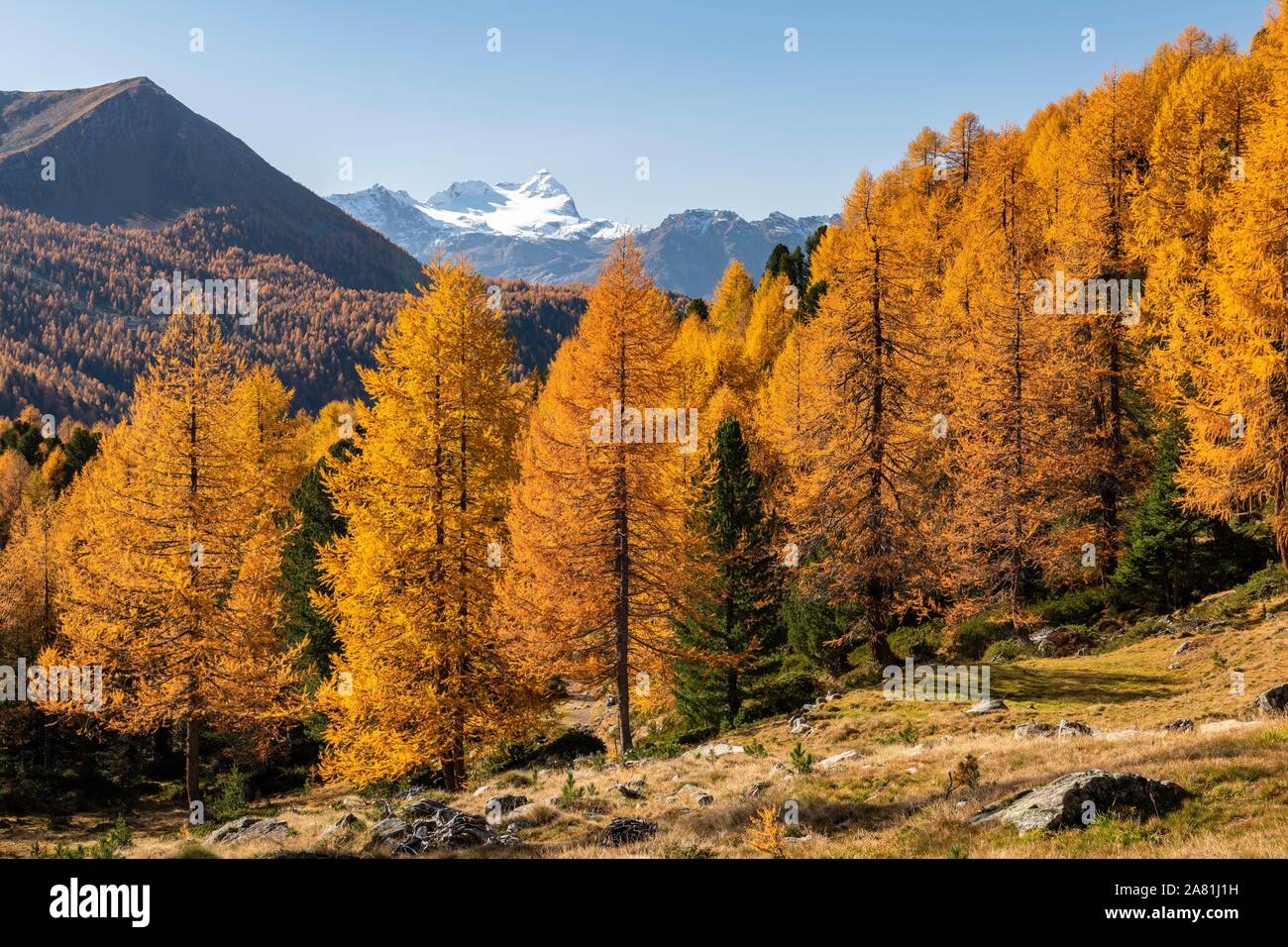 Autumn larch forest off Pizzo Scalino, Val di Campo, Engadin, Canton Graubunden, Switzerland Stock Photo