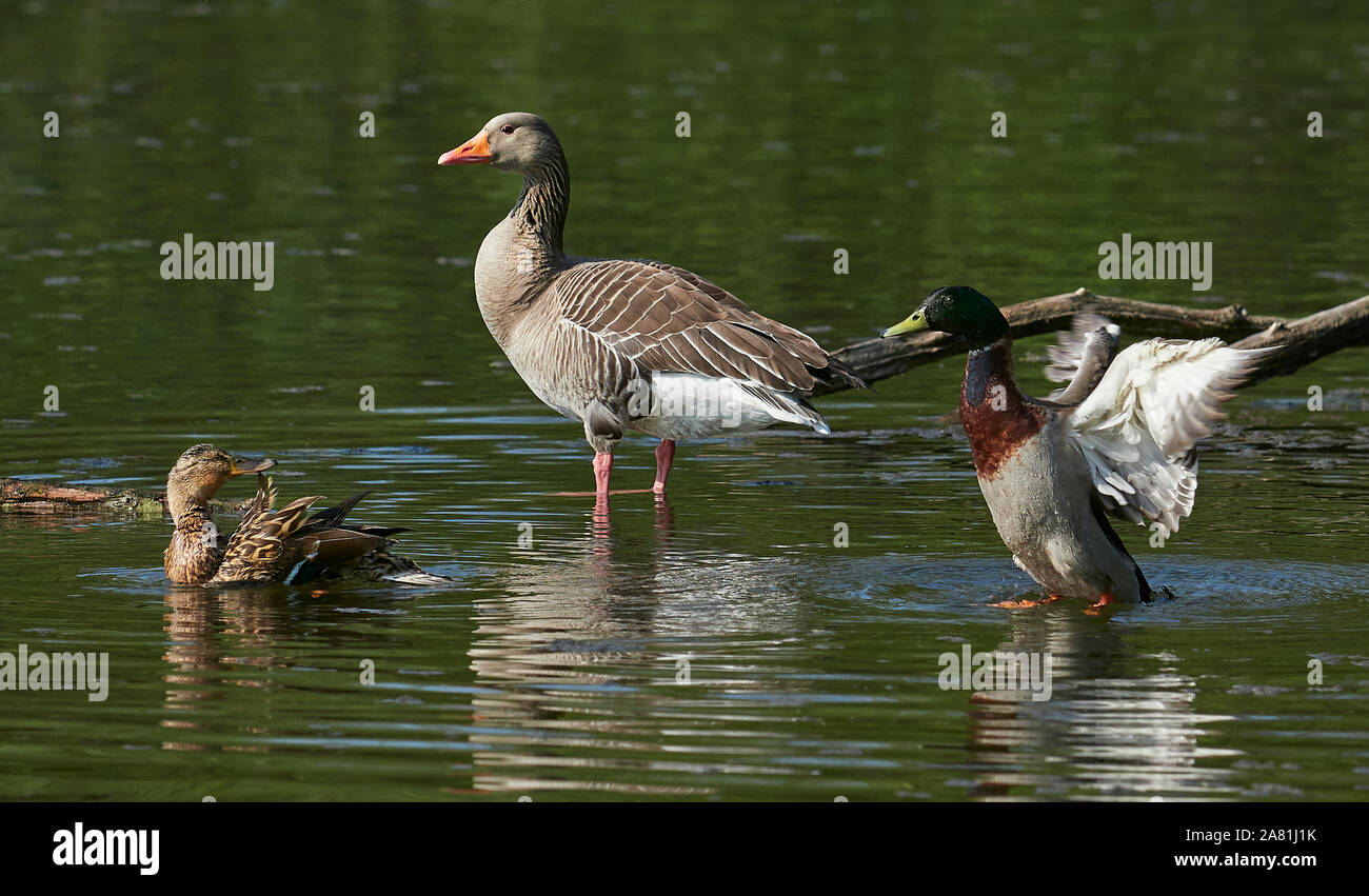 Greylag goose anser anser standing hi-res stock photography and images