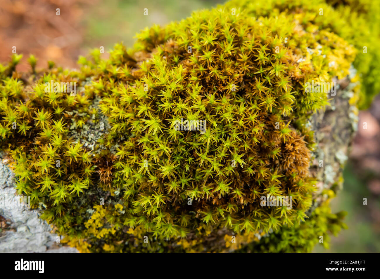 Star Moss on Branch in Winter Stock Photo