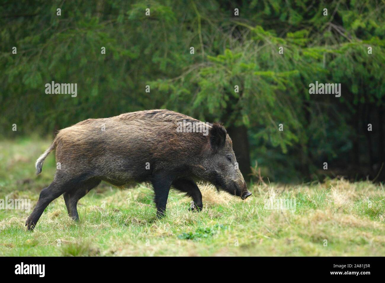 boar-activity-hi-res-stock-photography-and-images-alamy