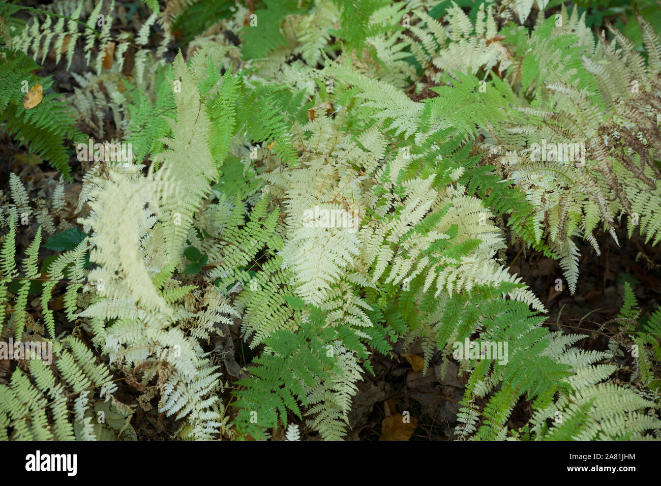 Green and white ferns growing along the trail. Stock Photo