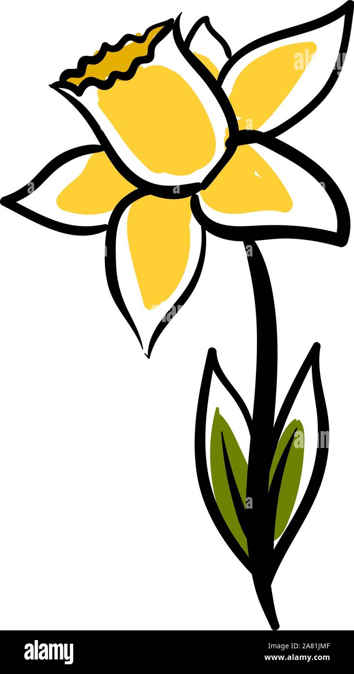 Daffodil drawing, illustration, vector on white background Stock Vector