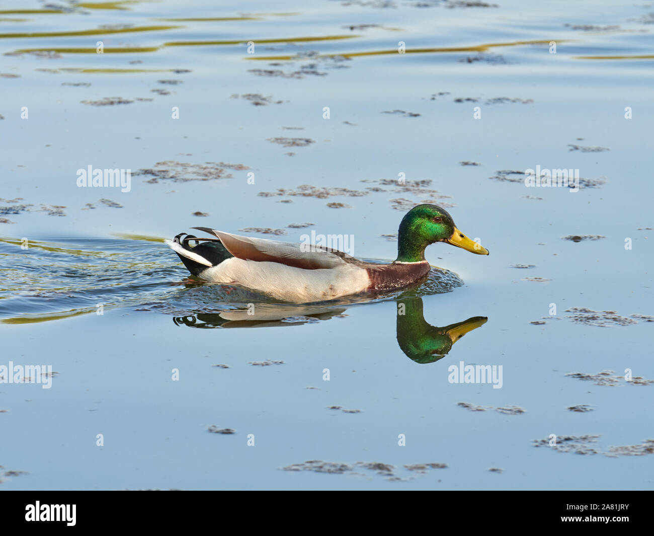 A single male Mallard duck (Anas Platyrhynchos) floating along on the surface of a lake on a spring day, England, UK Stock Photo