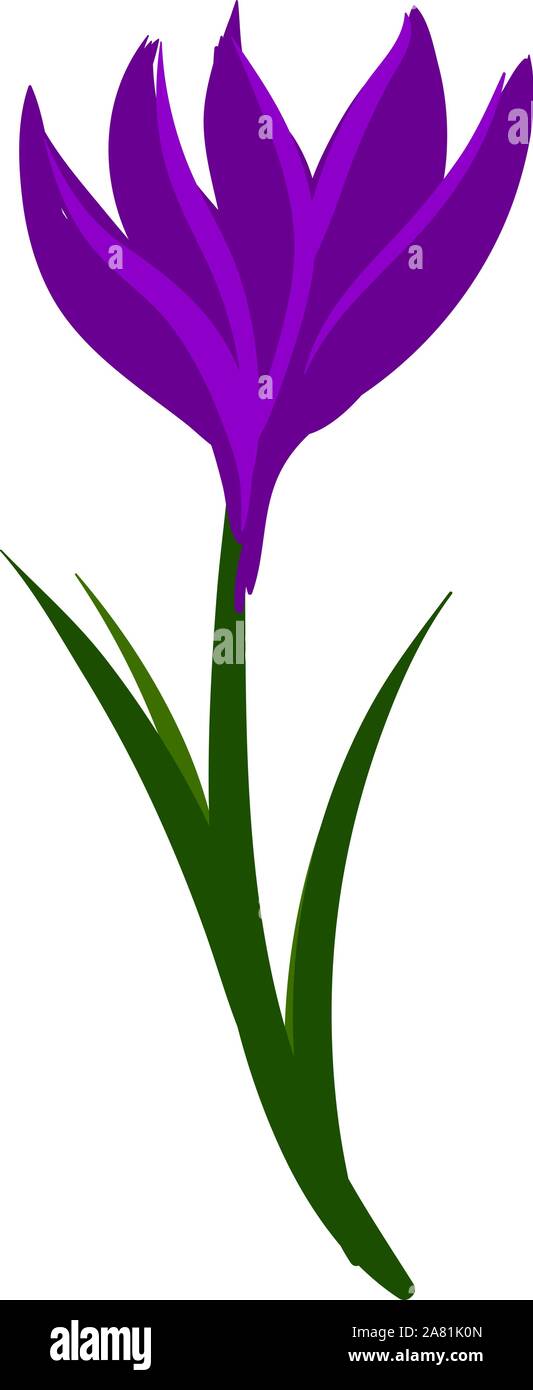 Crocus flat, illustration, vector on white background. Stock Vector